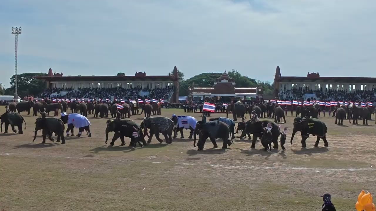 งานช้าง สุรินทร์ 2568 Surin Elephant Roundup 