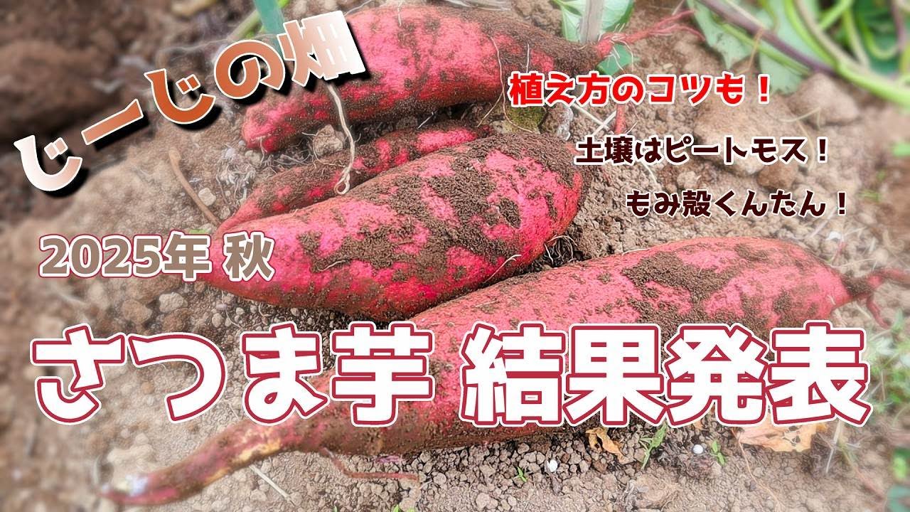 【じーじの畑】さつま芋【2025】