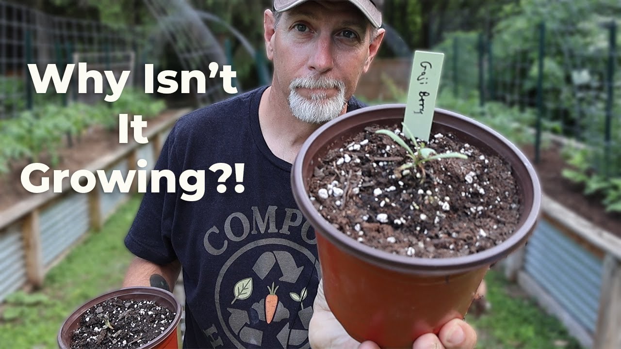 Growing Goji Berries from Seed: What I Wish I Knew Before Starting
