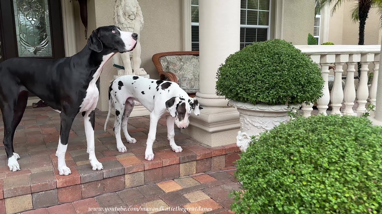 Florida Great Dane Weather Dogs Check Out The Calm Before Hurricane Helene Storm