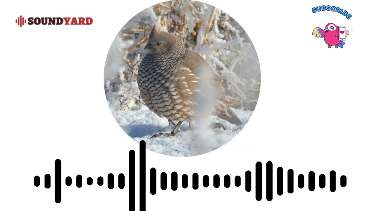Scaled Quail Call, Scaled Quail Sound and Song [Audiogram Version]