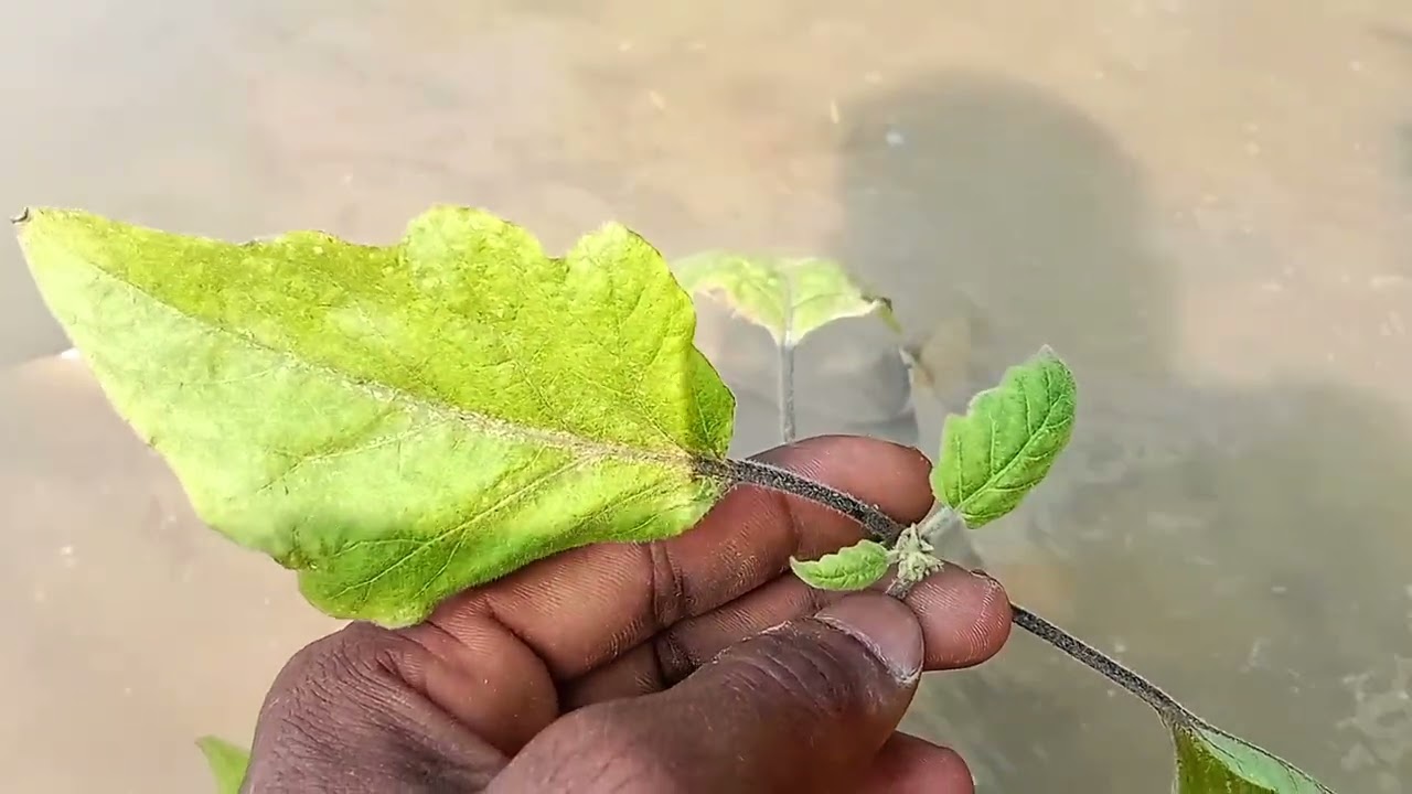  বেগুন গাছে পানি দেওয়ার সময়।  বেগুনের চারায় এখনই বেগুন এসে গেছে আলহামদুলিল্লাহ