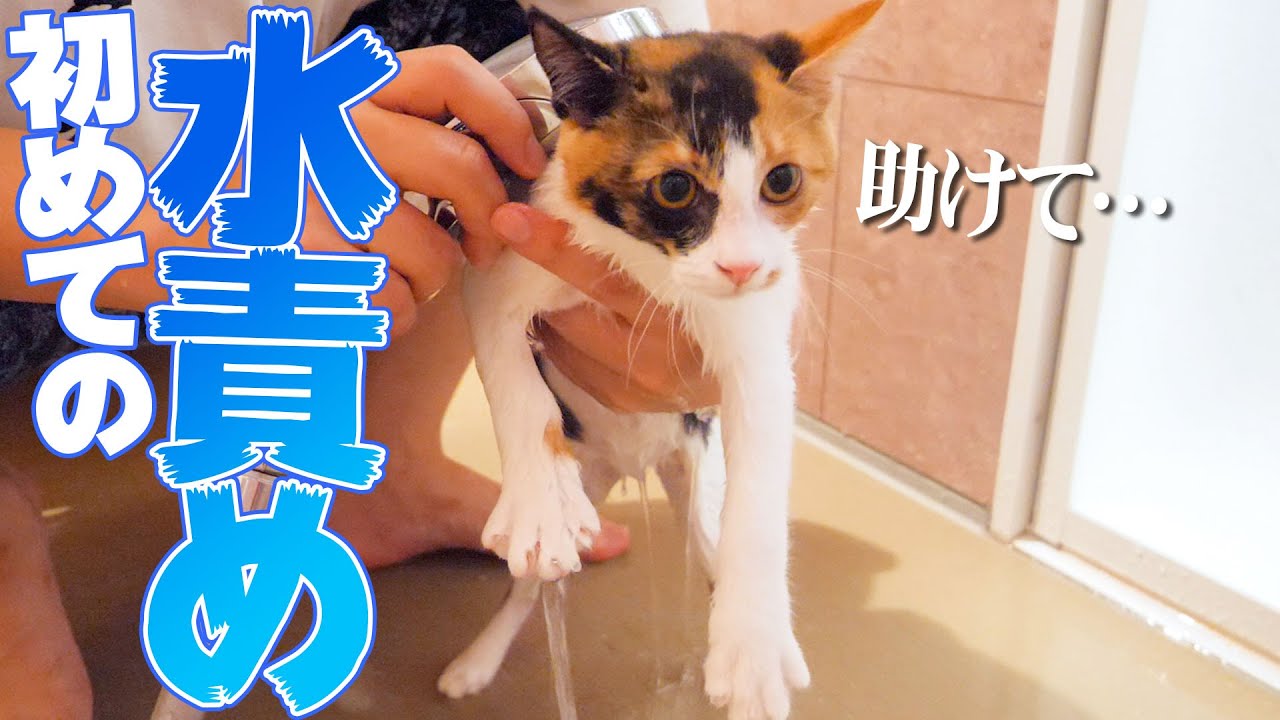 捨てられてた子猫を水責めしたら泣き叫んで文句を言い始めましたwww