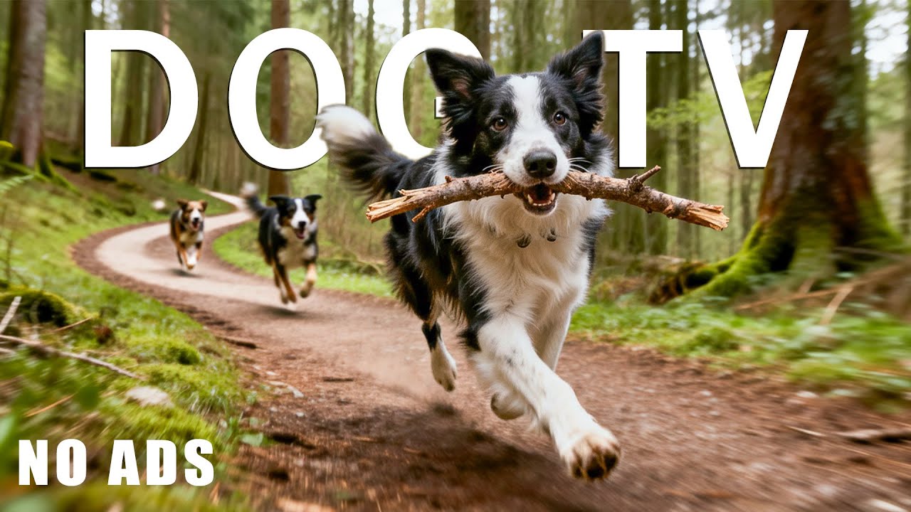 12 HOURS DOG TV 🐾 Relaxing Music for Dogs with Anxiety 🐶 Separation Anxiety Relief Music 💖 Dog Calm