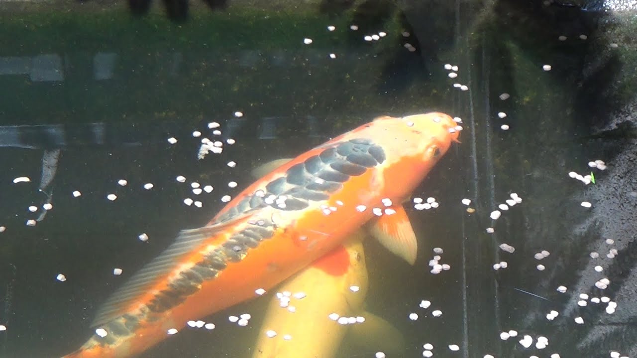 Carpas koi pastando