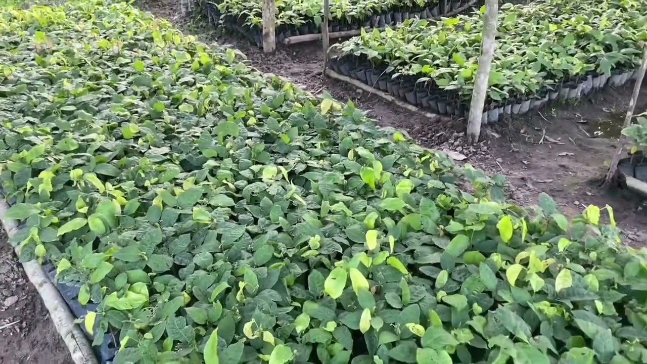 Coca Farming For Profits