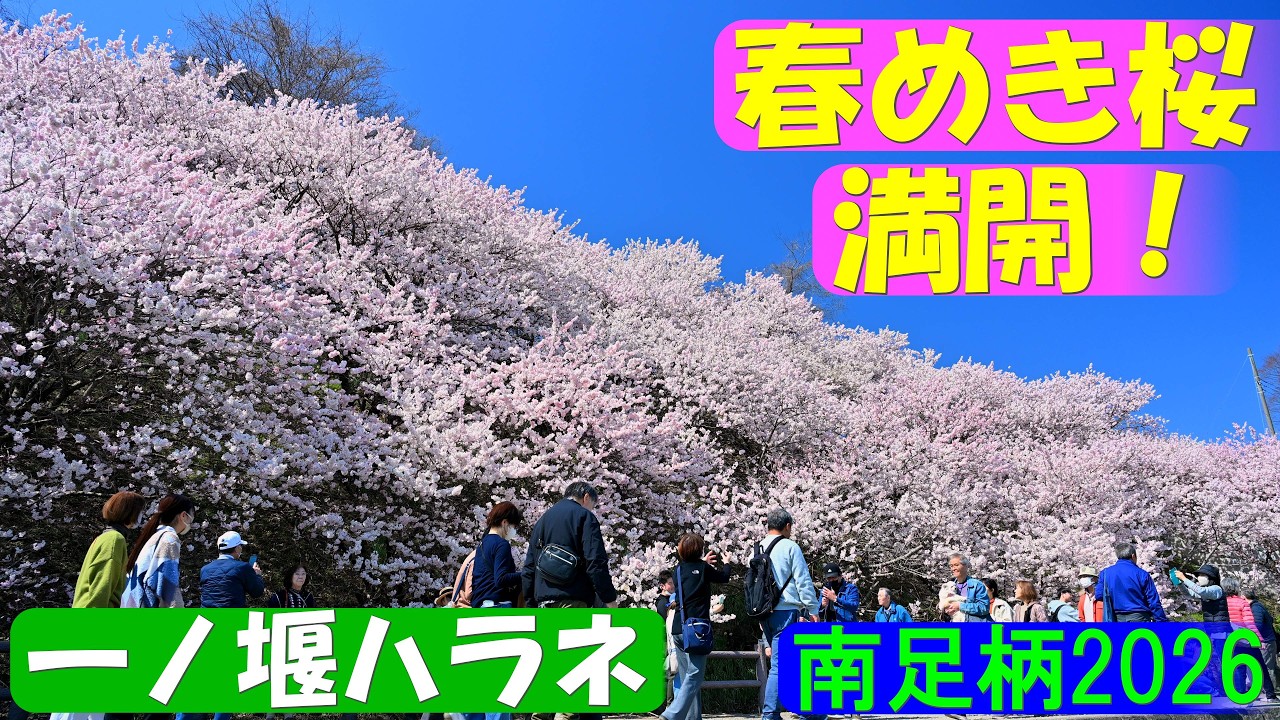 【4K】「春めき桜」満開！（一ノ堰ハラネ）＠南足柄2026