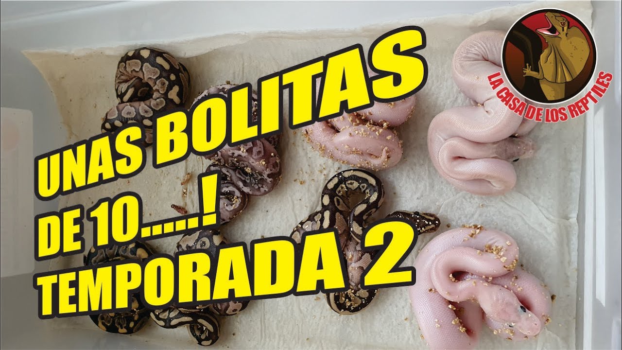 TEMPORADA 2 - MAS BOLITAS - MAS CAMALEONES - MAS DE TODO