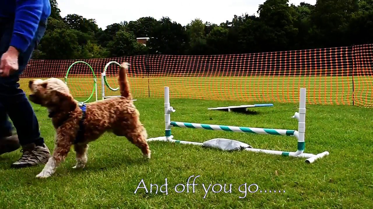 DIY PVC pipe dog agility jump