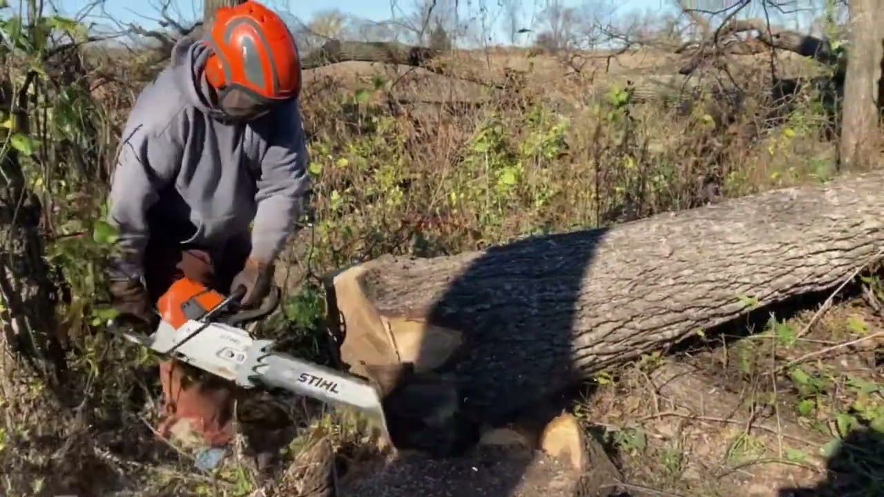 Walnut in the wind
