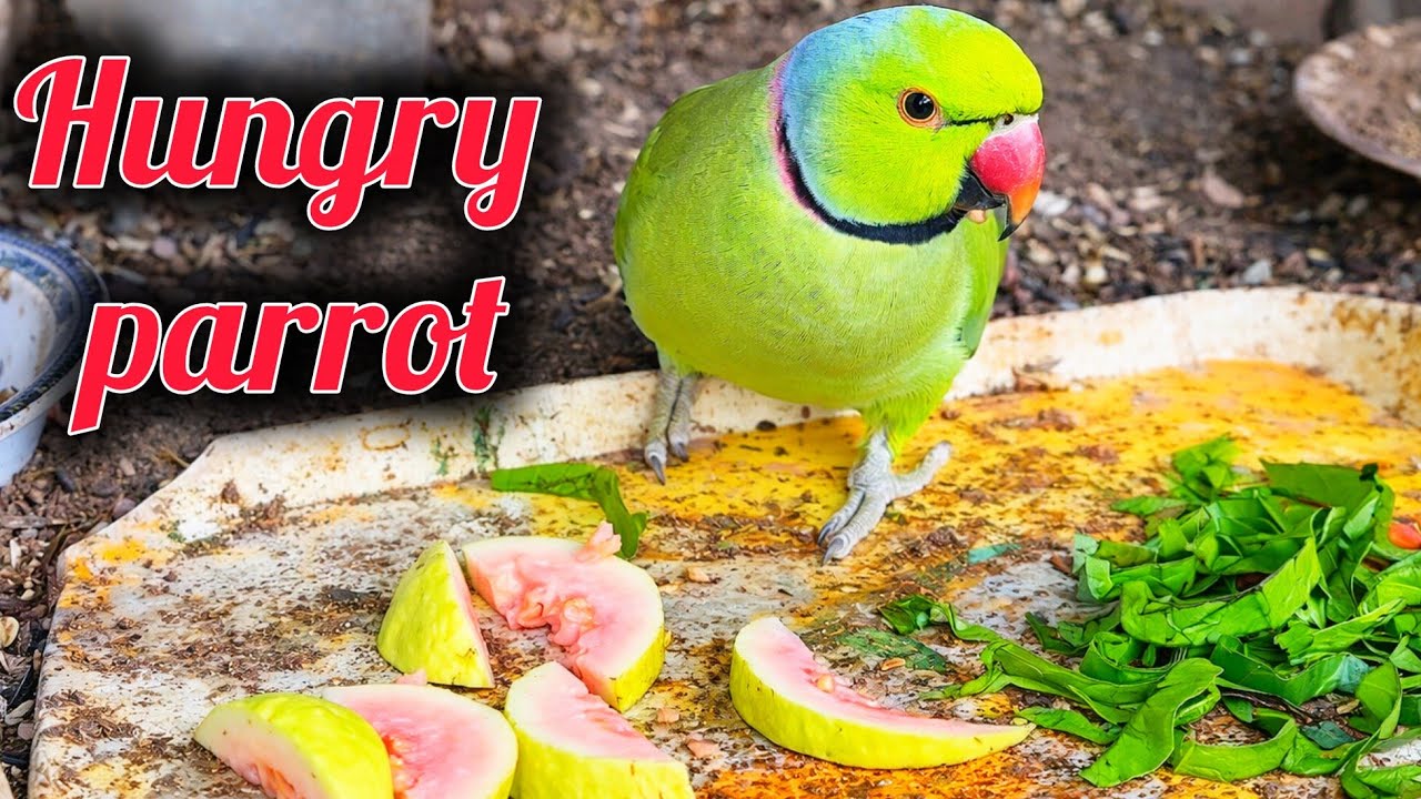 This PARROT was hungry |  What parrot ate between guava and spinach 