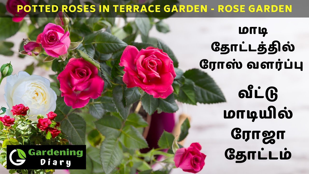 மாடியில் ரோஸ் வளர்ப்பு - Growing roses successfully on Terrace - Roses from TamilNadu