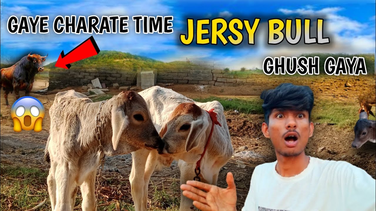 JERSY BULL KA HAMLA 😱 AB KYA KARE ⚔️🐂