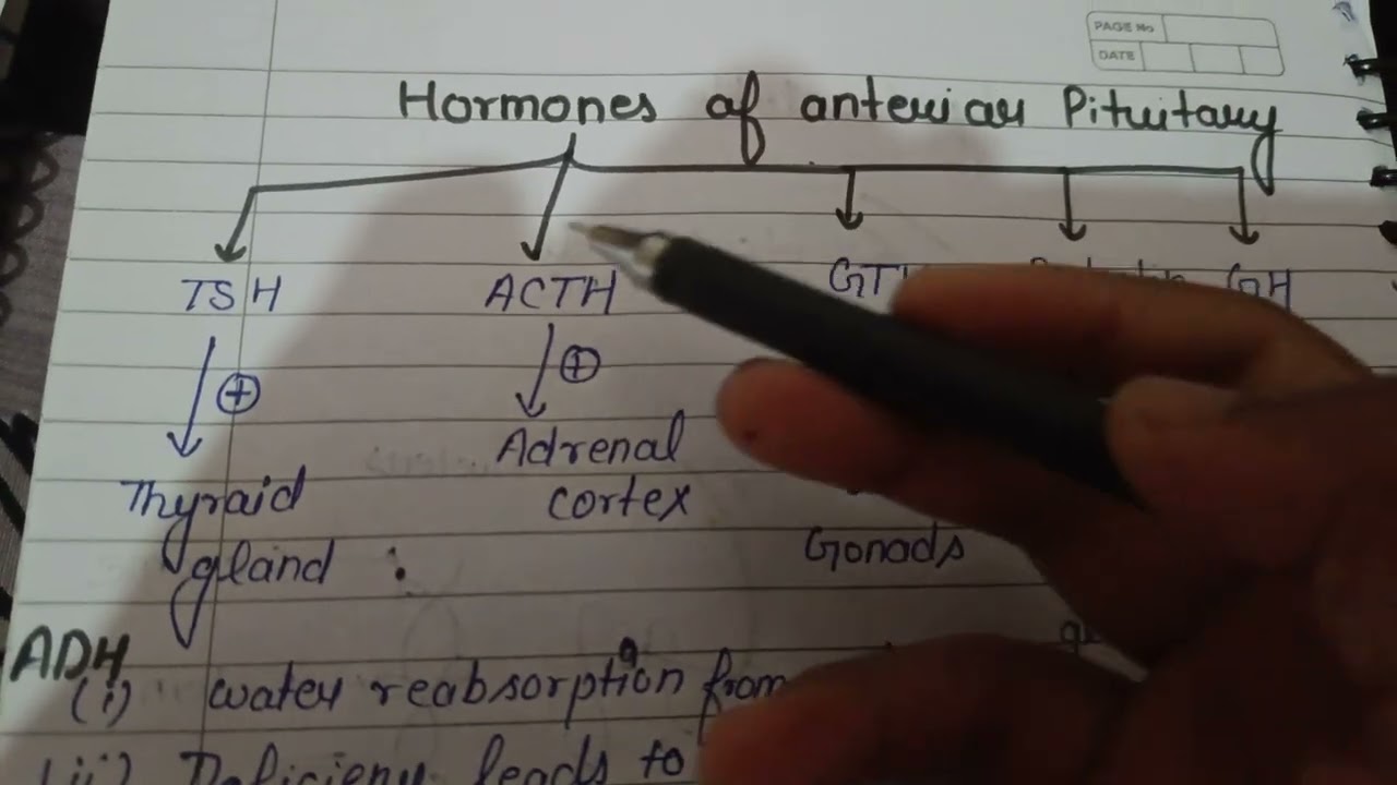Endocrine system revision class part 2#education #question #neetaspirents #ytshorts #physicswallah 