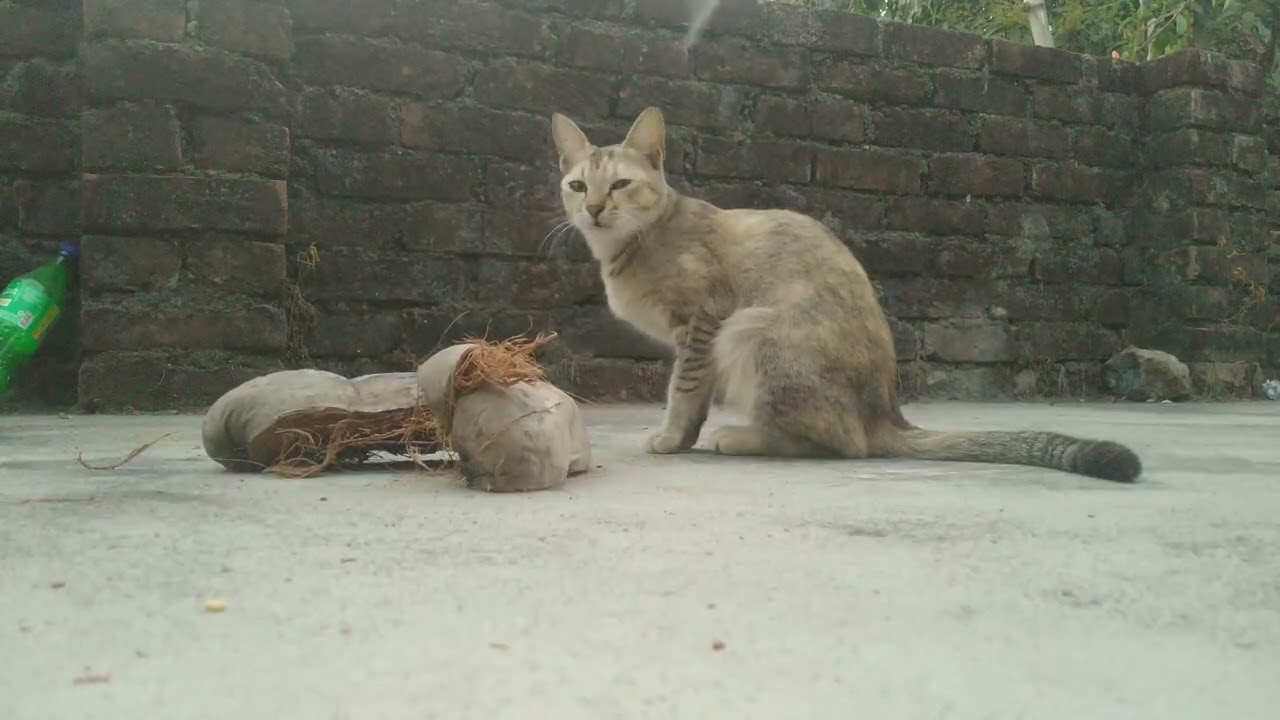 Playing a cat ..