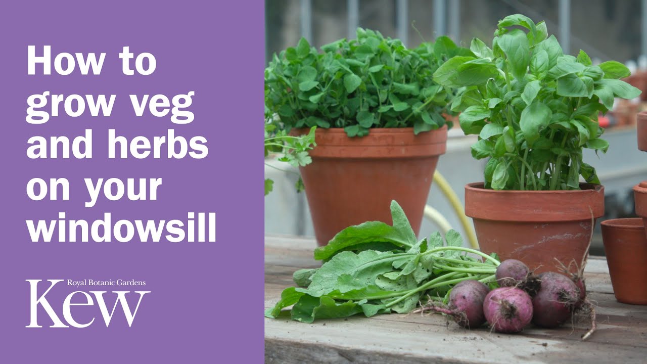 How to grow vegetables and herbs on your windowsill | Kew Gardens