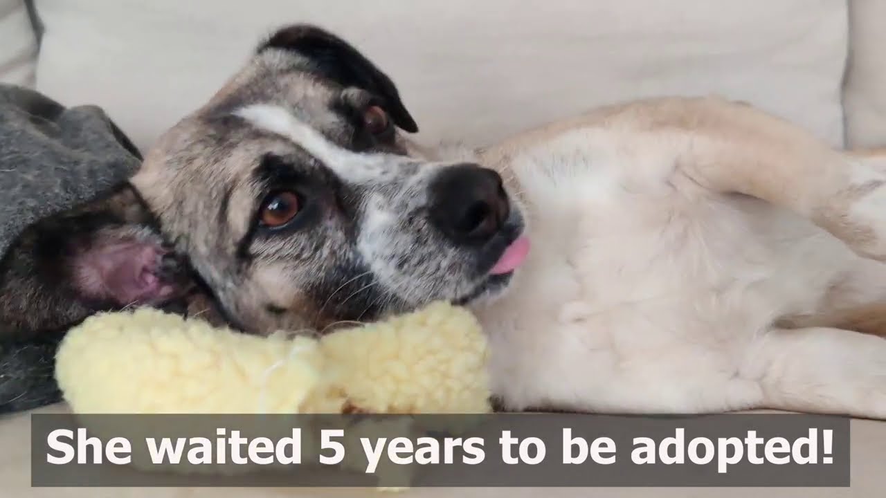 Clairie waited 5 year at Takis Shelter to be adopted! Now she lives happy life in Finland.