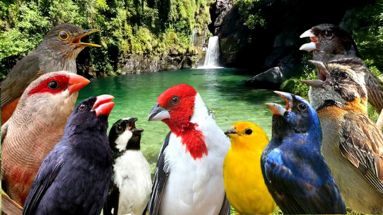 Melhores cantos de pássaros