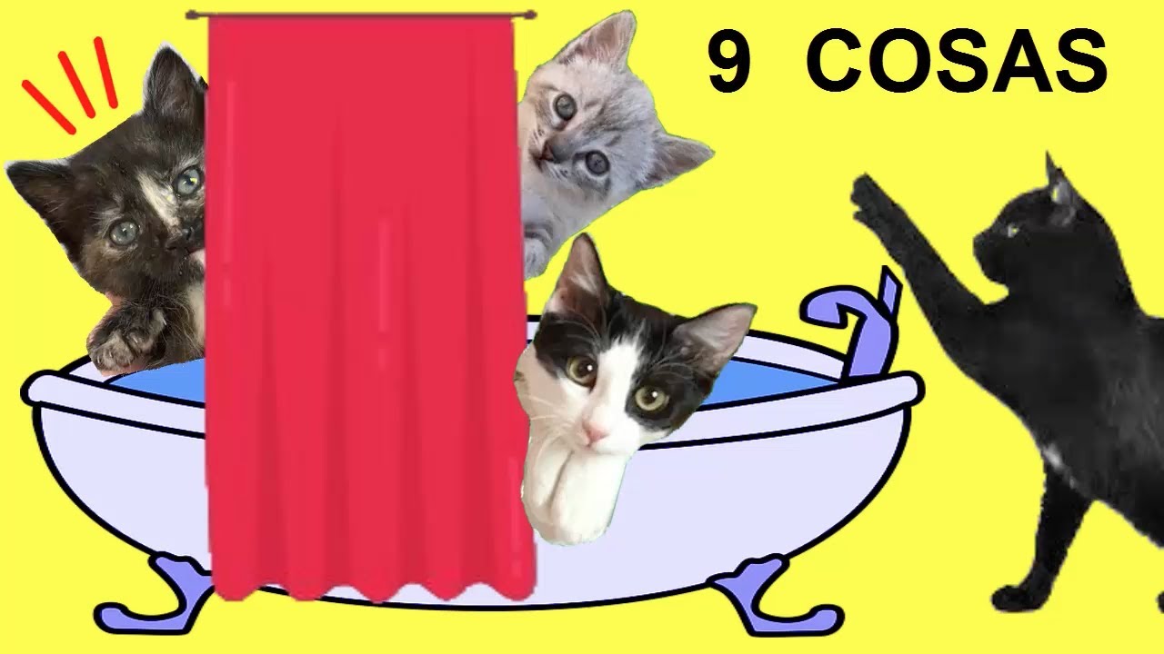 9 costumbres de mis gatos Luna y Estrella en el baño / Videos de gatitos