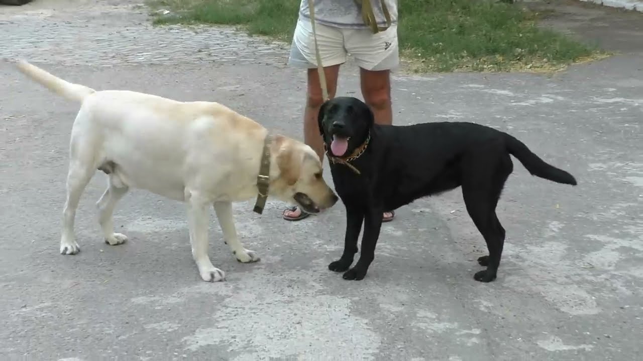 Bride for Jim. Beautiful couple of Labradors Jim and Tessa.