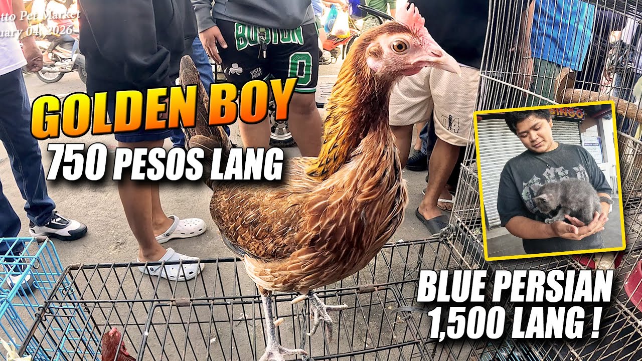UNANG LINGGO SA PET MARKET NG GROTTO