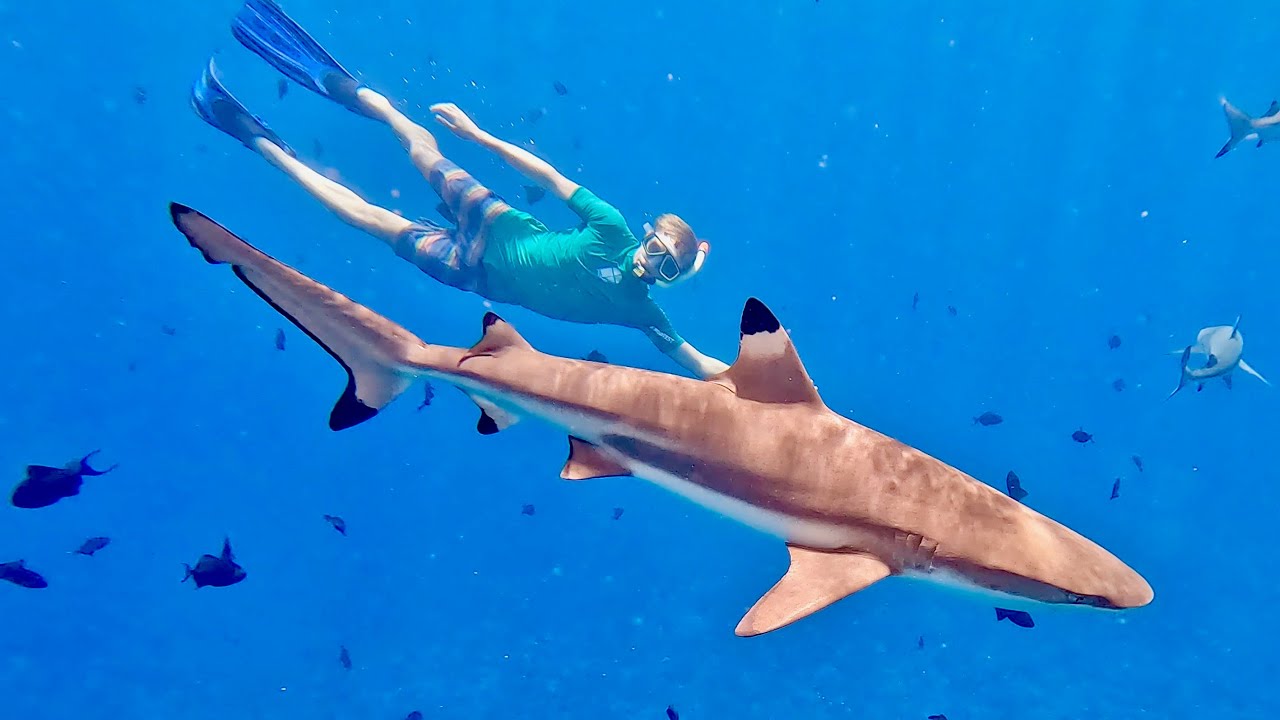 Swimming with sharks in Bora Bora (incredible experience)
