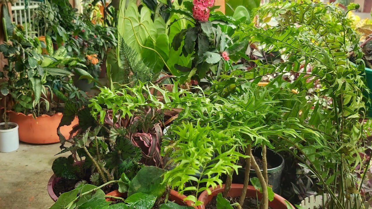 Plantas al rescate + plantando