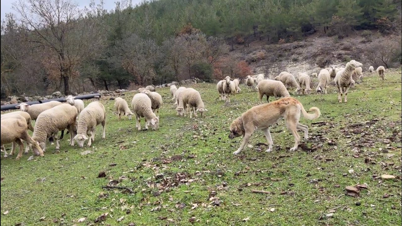 KANGAL ÇAVUŞUN OĞLUNUN BİRLİKTE ÇALIŞACAĞI SÜRÜ KÖPEKLERE BAKTIK