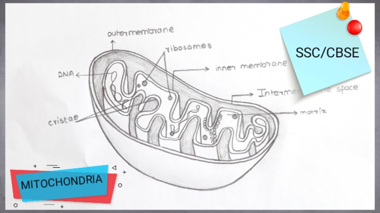 DRAW MITOCHONDRIA EASILY IN 5 STEPS  FOR YOUR EXAMS || SKETCH WITH ADITYA ||