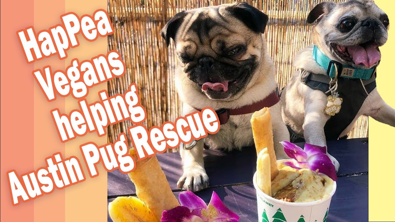 Vegan Banana Pudding | Austin Pug Rescue | HapPea Vegans