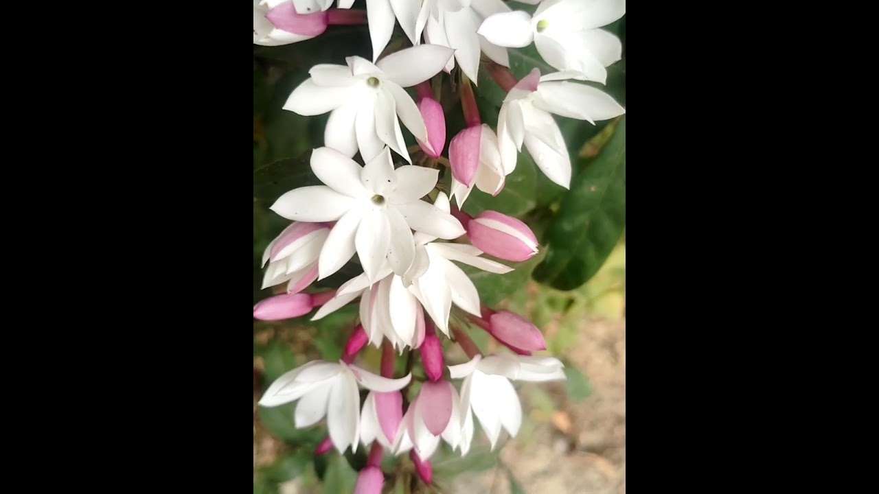 Pink,jasmine