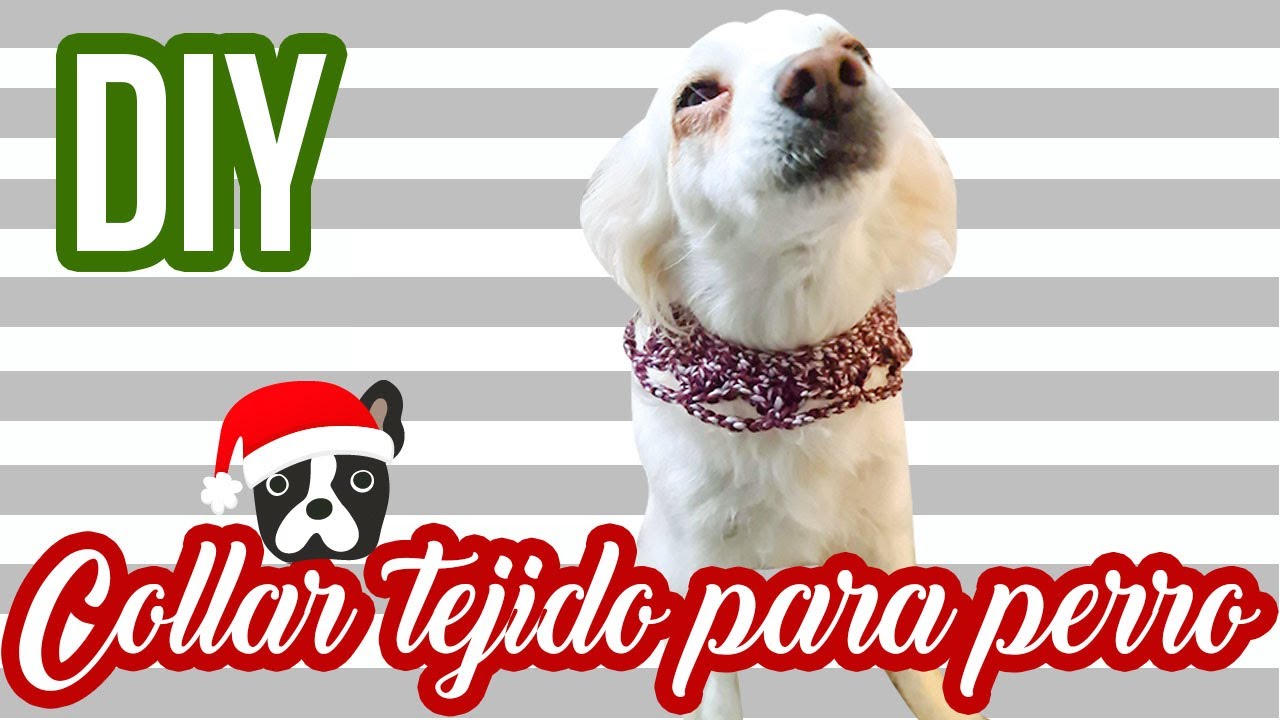 DIY l Collar tejido para perro