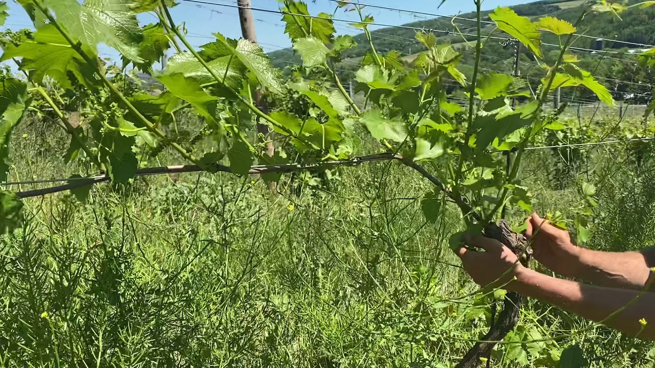 Wine Grape Shooting Thinning and Suckering