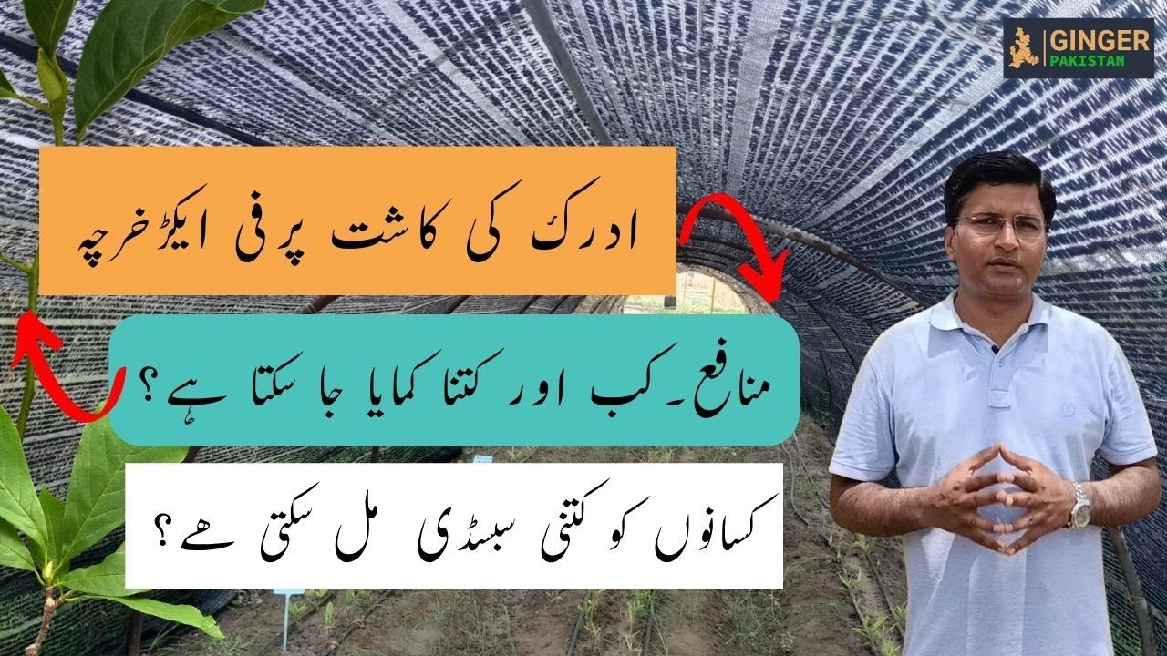 Ginger Farming | Cost and Profit Analysis Per Acre | Amir latif