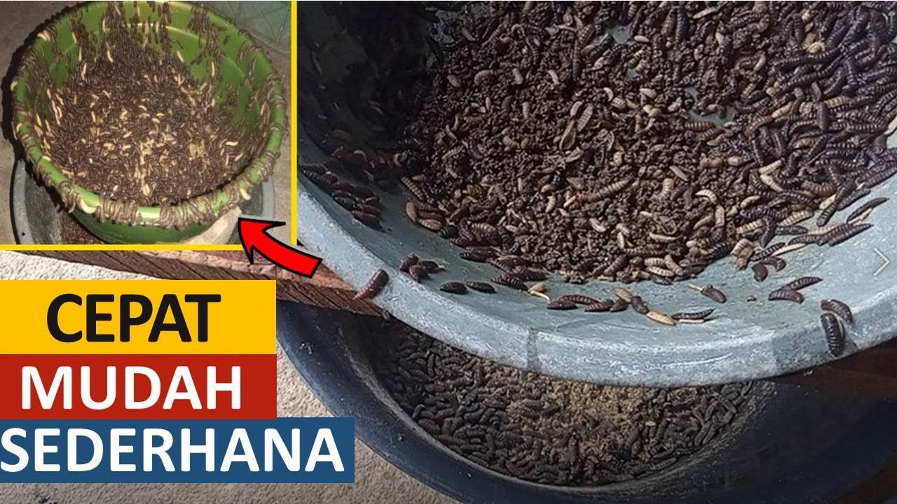 2 CARA CEPAT MEMISAHKAN PREPUPA DENGAN MAGGOT | CARA MIGRASI PANEN PREPUPA MANUAL DAN SEDERHANA
