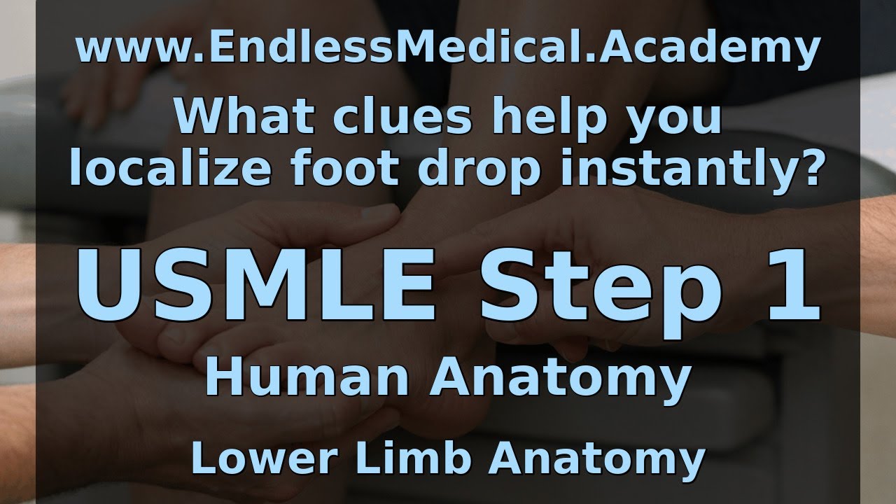 Lower Limb Anatomy, Human Anatomy, USMLE Step 1 - Full Vignette with Extended Explanations