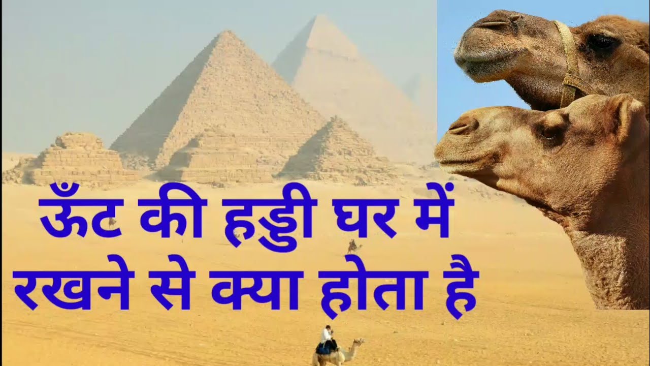 ऊट की हड्डी घर में रखने से क्या होता है.....