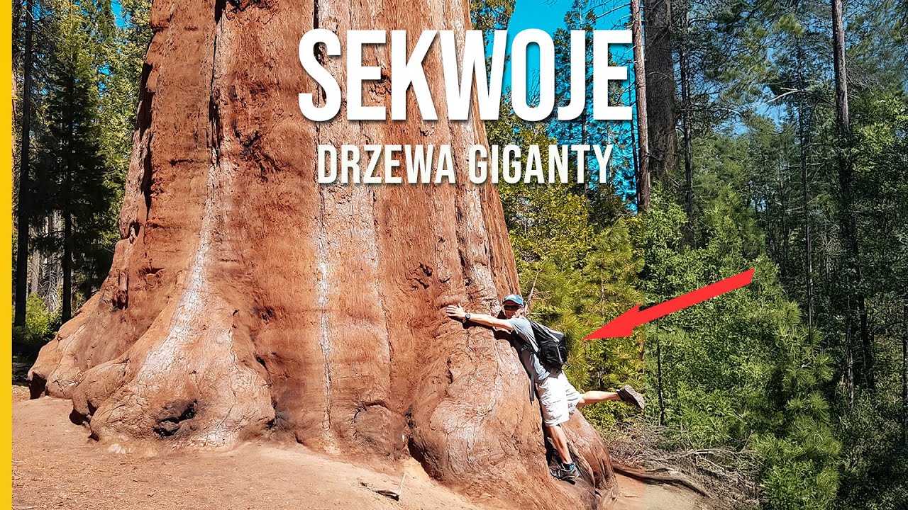 SEKWOJE - NAJWIĘKSZE Drzewa Na Świecie !