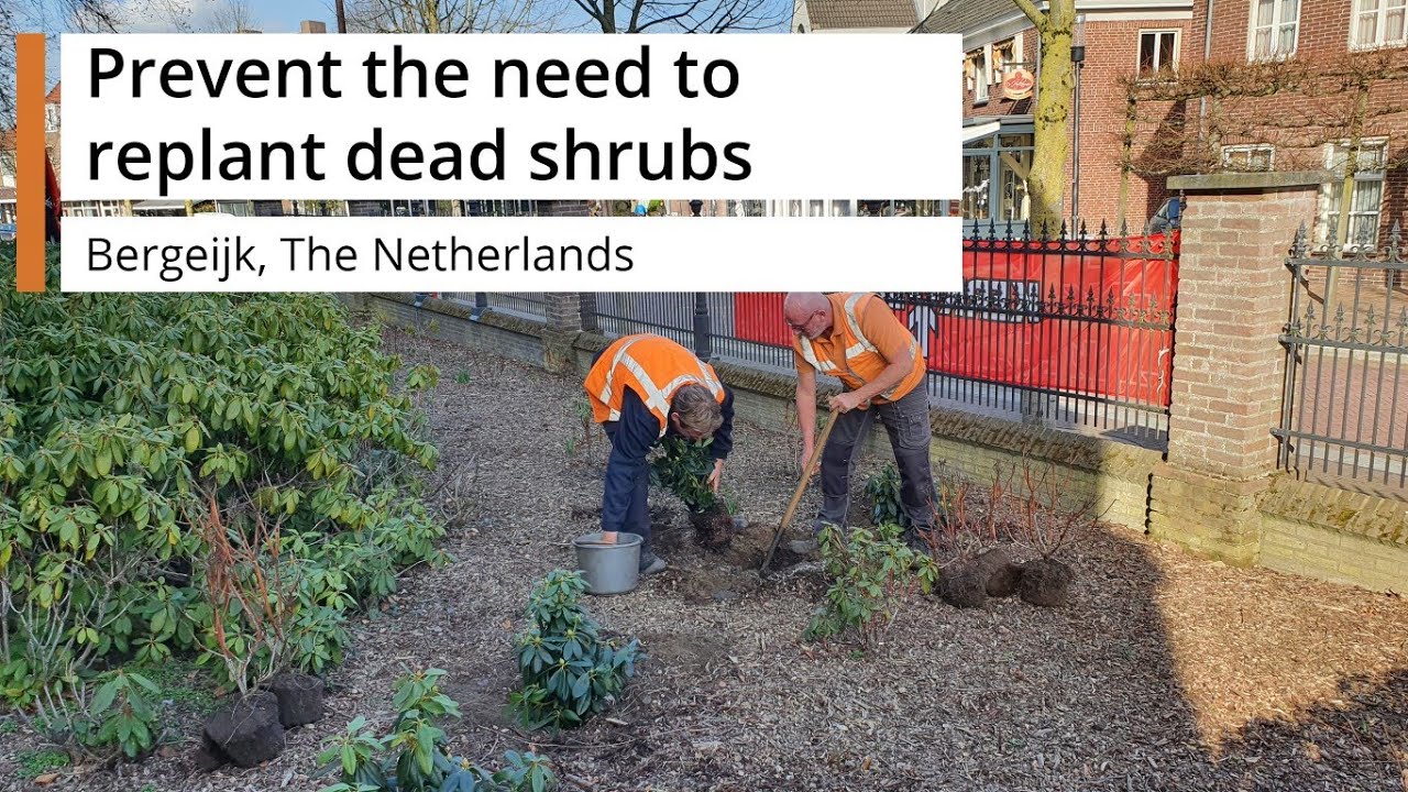 Prevent the need to replant dead shrubs - Bergeijk, The Netherlands