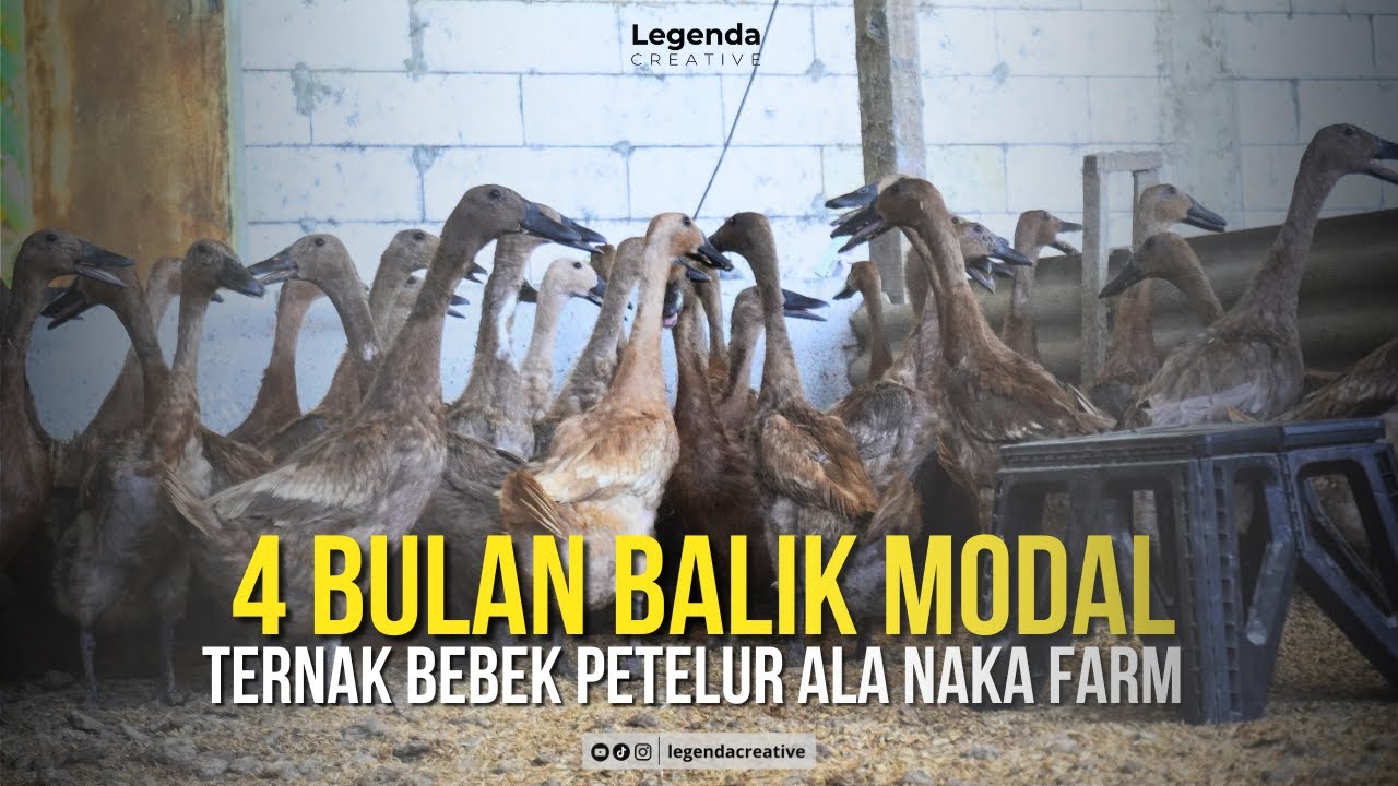 4 BULAN BALIK MODAL ! PETERNAKAN BEBEK PETELUR INI BOCORKAN RAHASIANYA