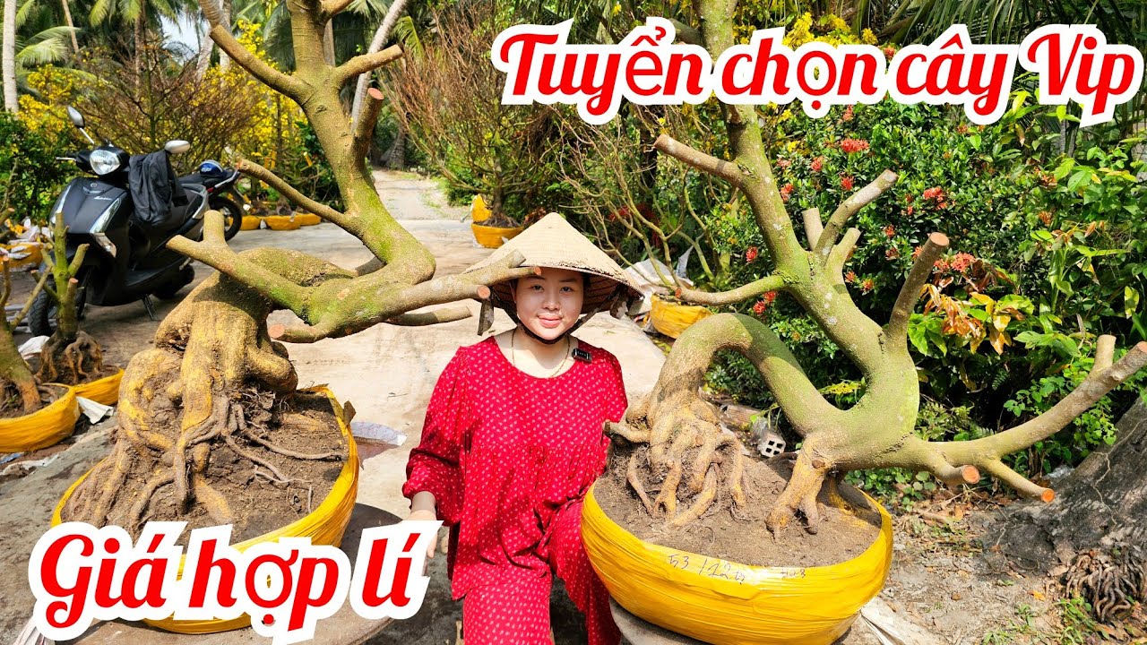 Em Như 📲 0386768133 mới nhập đội mai vàng hoành to giá rẻ 10/3 Chợ Gạo (@MaivàngQuêdừa)