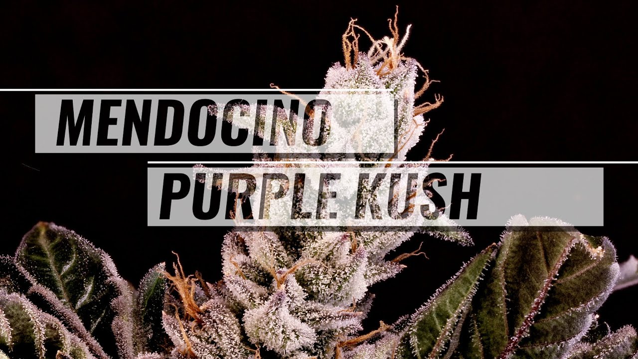 Mendocino Purple Kush review