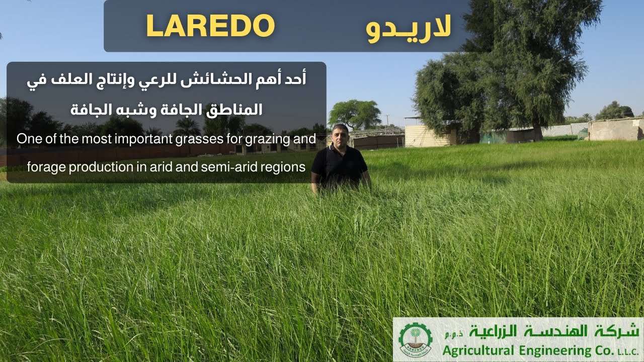 لاريدو | أفضل علف للحيوانات والأنسب للزراعة في المناطق الصحراوية الحارة