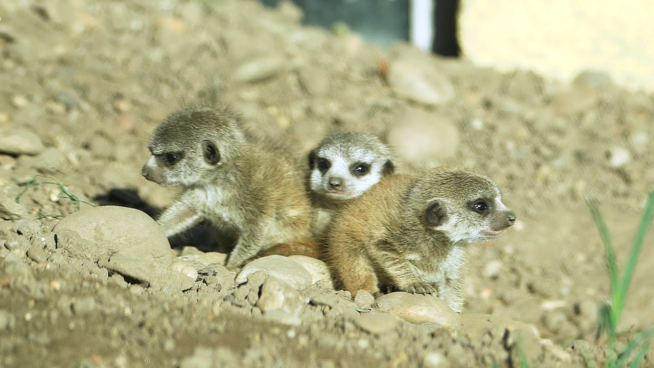 Nachwuchs bei den Erdmännchen I Tiergarten Schönbrunn