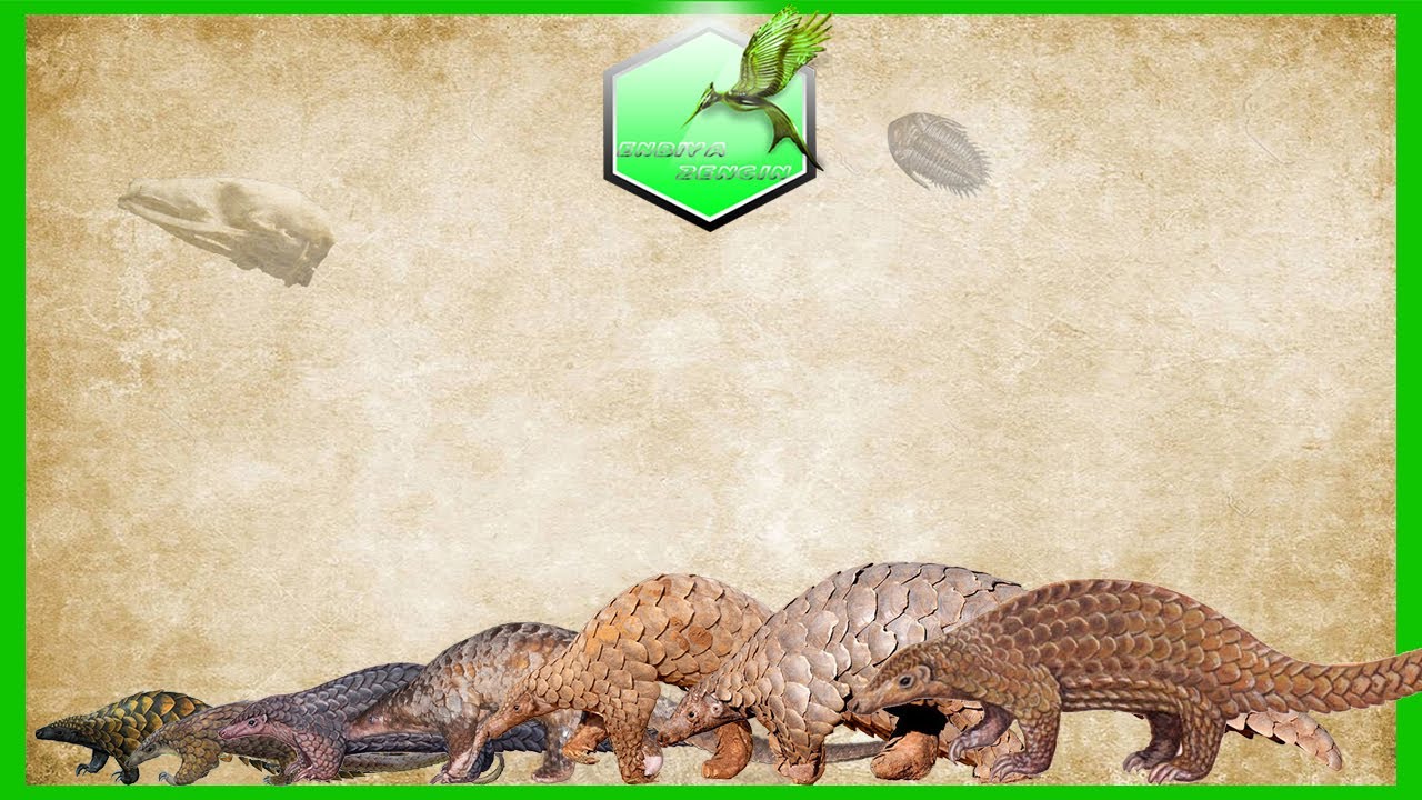 Pangolin Size Comparison [LIVING EXTINCT ]