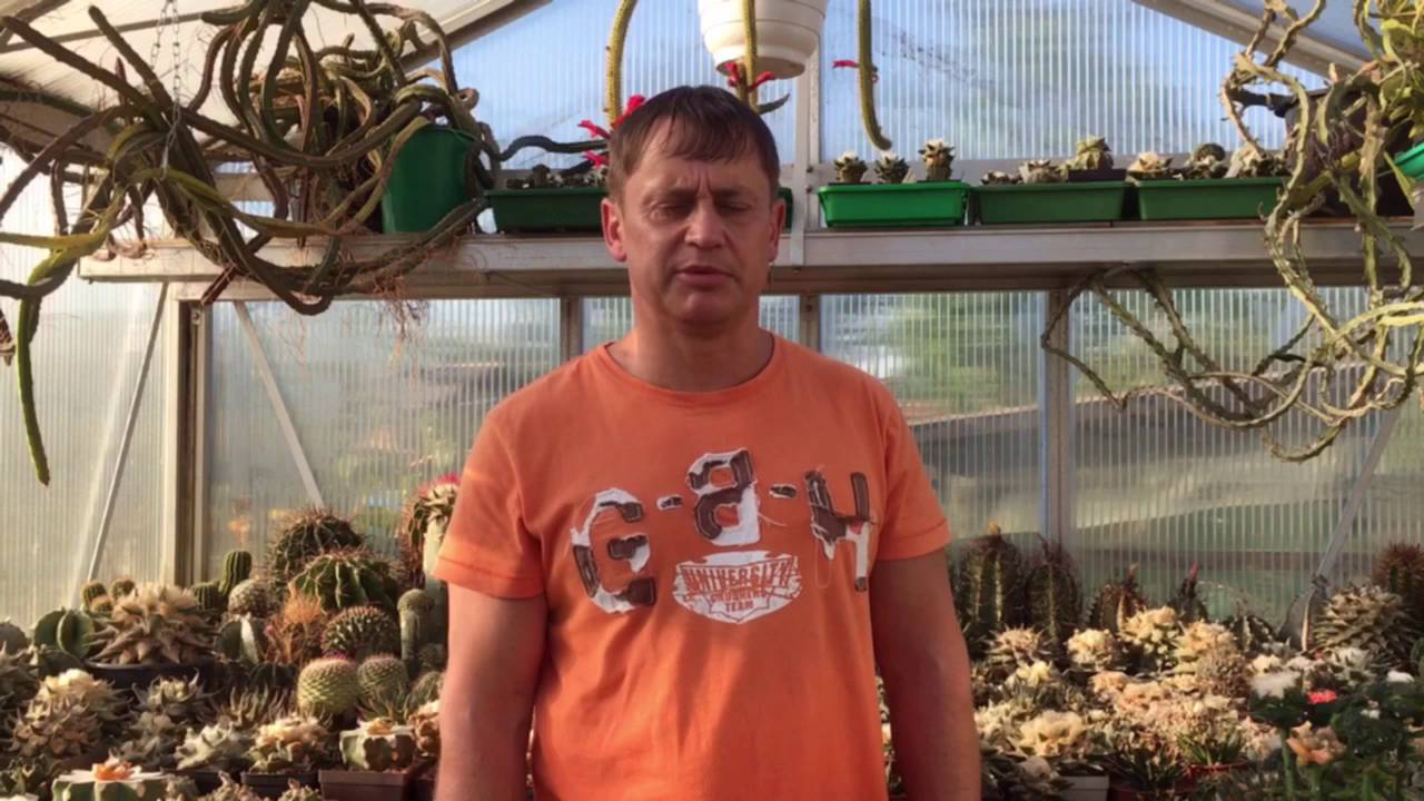 Ariocarpus, Pflegetipps im September, Kakteen