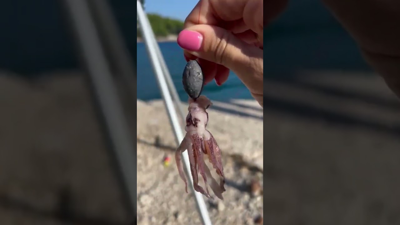 Otrov za orade 🐟🐟🤘🤘#ribolov #orada #fishing #fish #squid #bait #riba #croatia #hrvatska #mamac