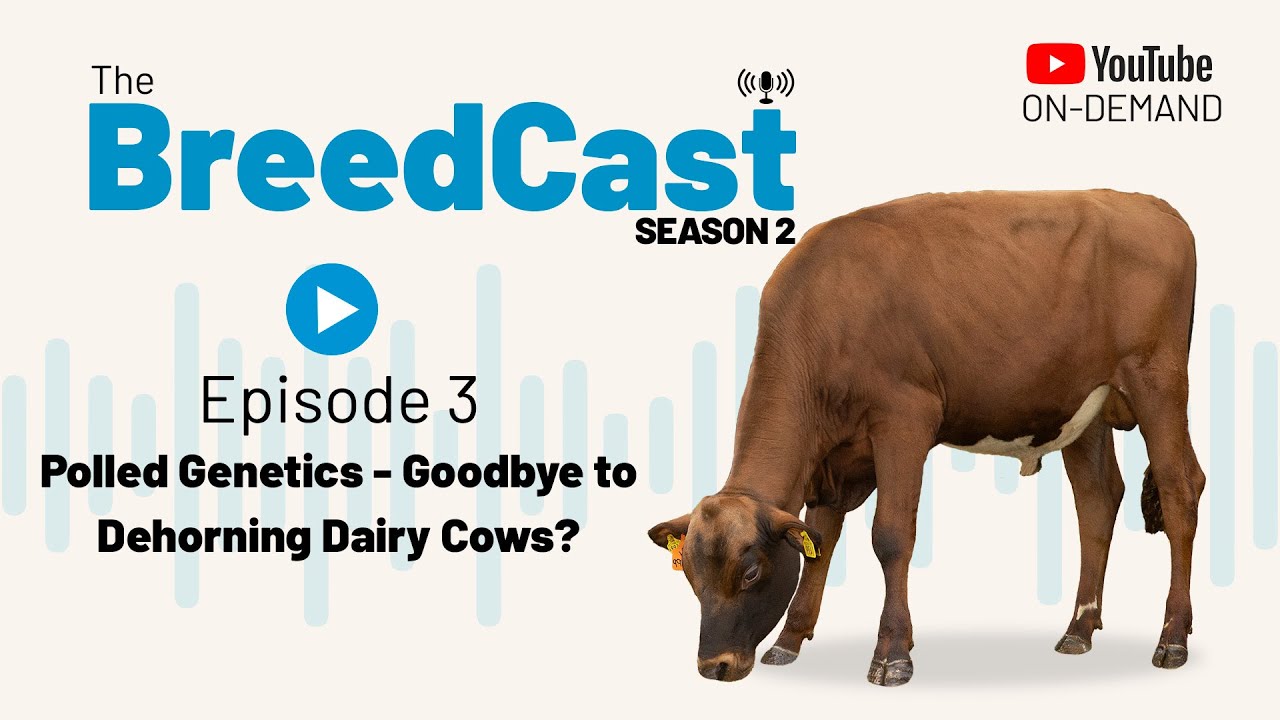 The BreedCast: S2 Episode 3 - Polled Genetics