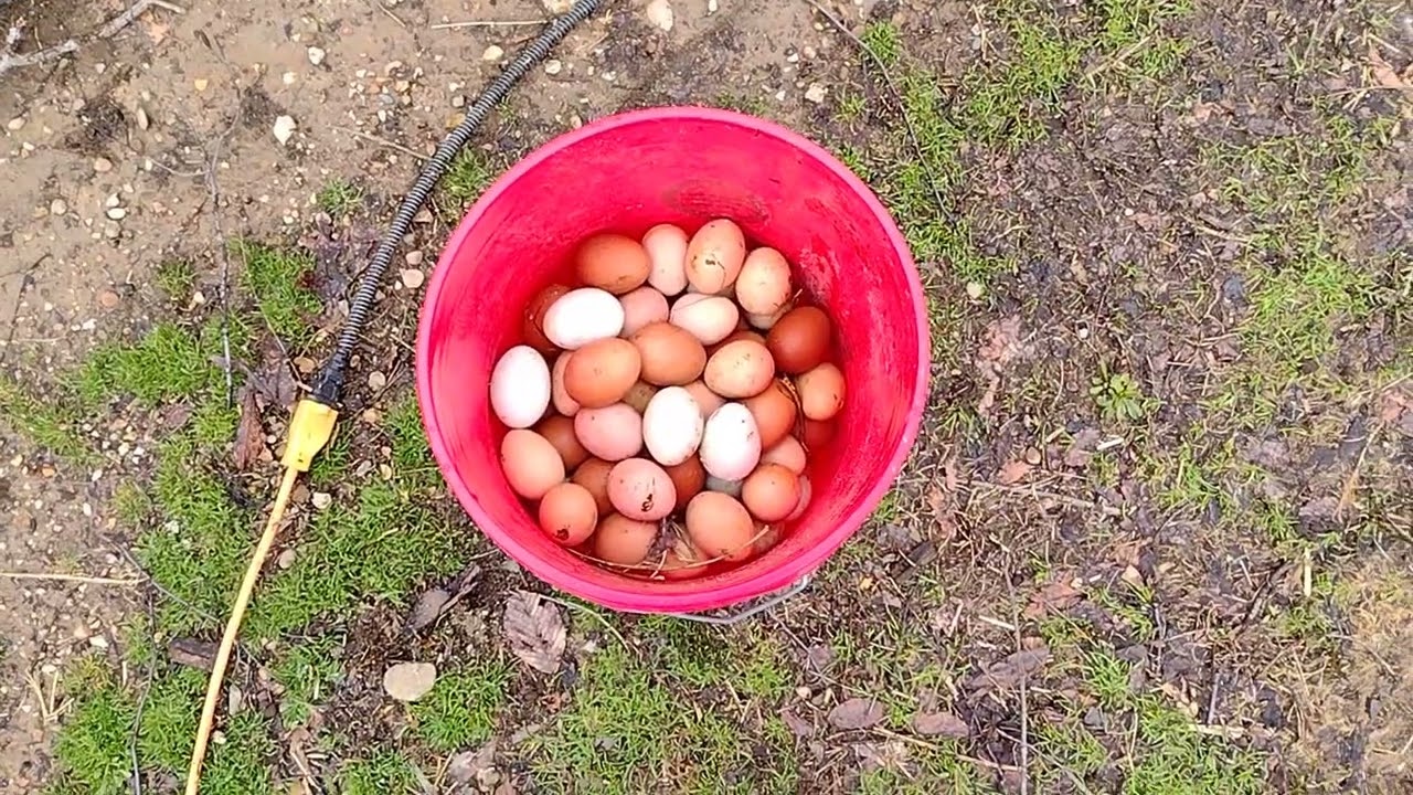 На нашей небольшой молочной ферме в Мичигане температура воздуха колеблется от 65 до 6 градусов.