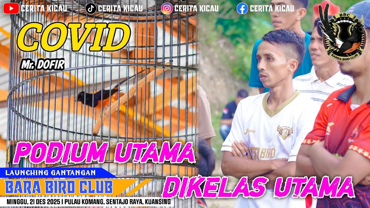 MURAI BATU COVID PODIUM UTAMA DIKELAS UTAMA❗️LAUNCHING GANTANGAN BARA BIRD CLUB 🚩🚩🚩🚩